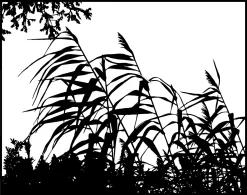 Wind In The Reeds
