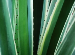 Celebration Of Green