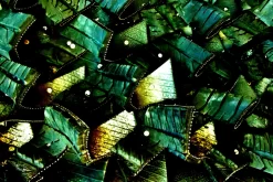 Groveling In Emeralds