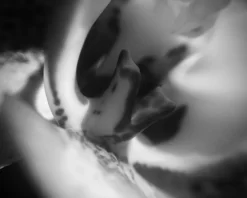 By The Light Of The Silvery Moon