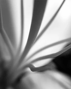 Everything Was Illuminated