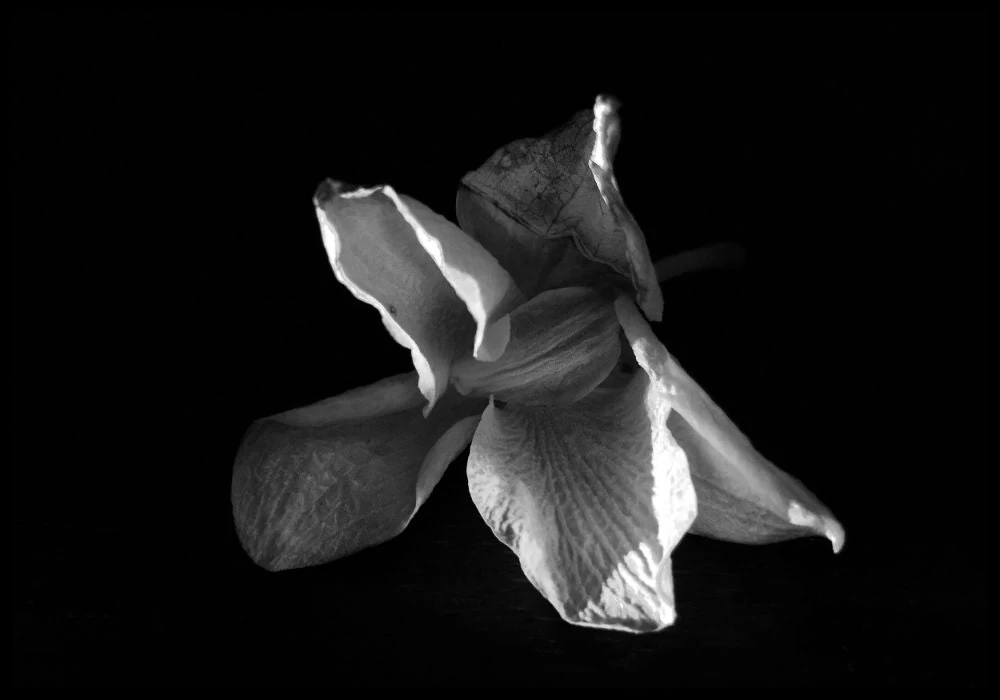 Not Done Being Beautiful 1 Not Done Being Beautiful