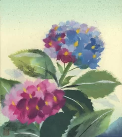 Hydrangea Ajisai