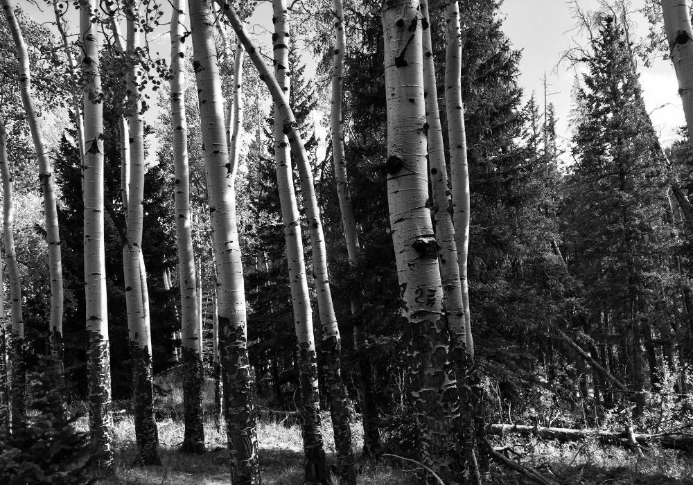 Aspen Forest 1 Aspen Forest
