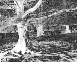 Blanco River Dreaming