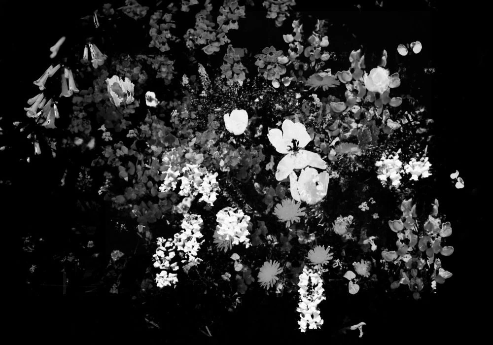 Evening Flower Dance 1 Evening Flower Dance