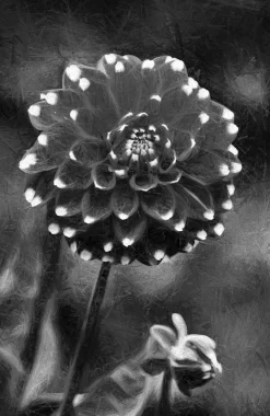 Dahlia Black And White I