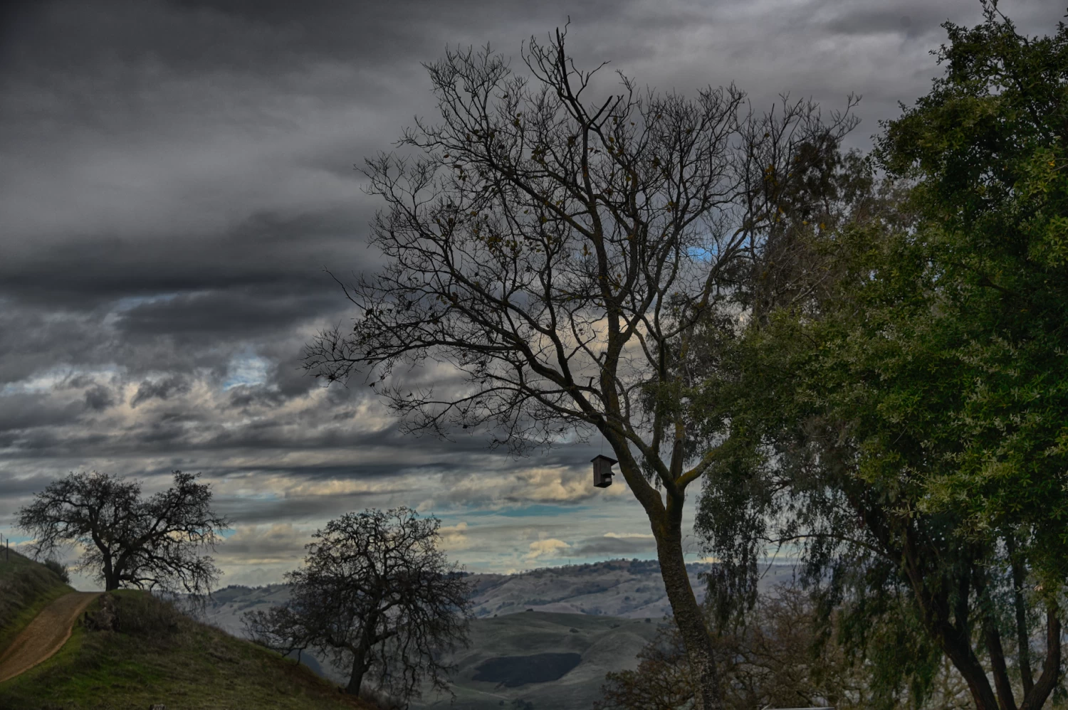 Bird House 1 Bird House