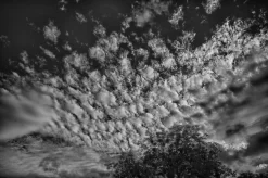 Puffs Above The Tree Line