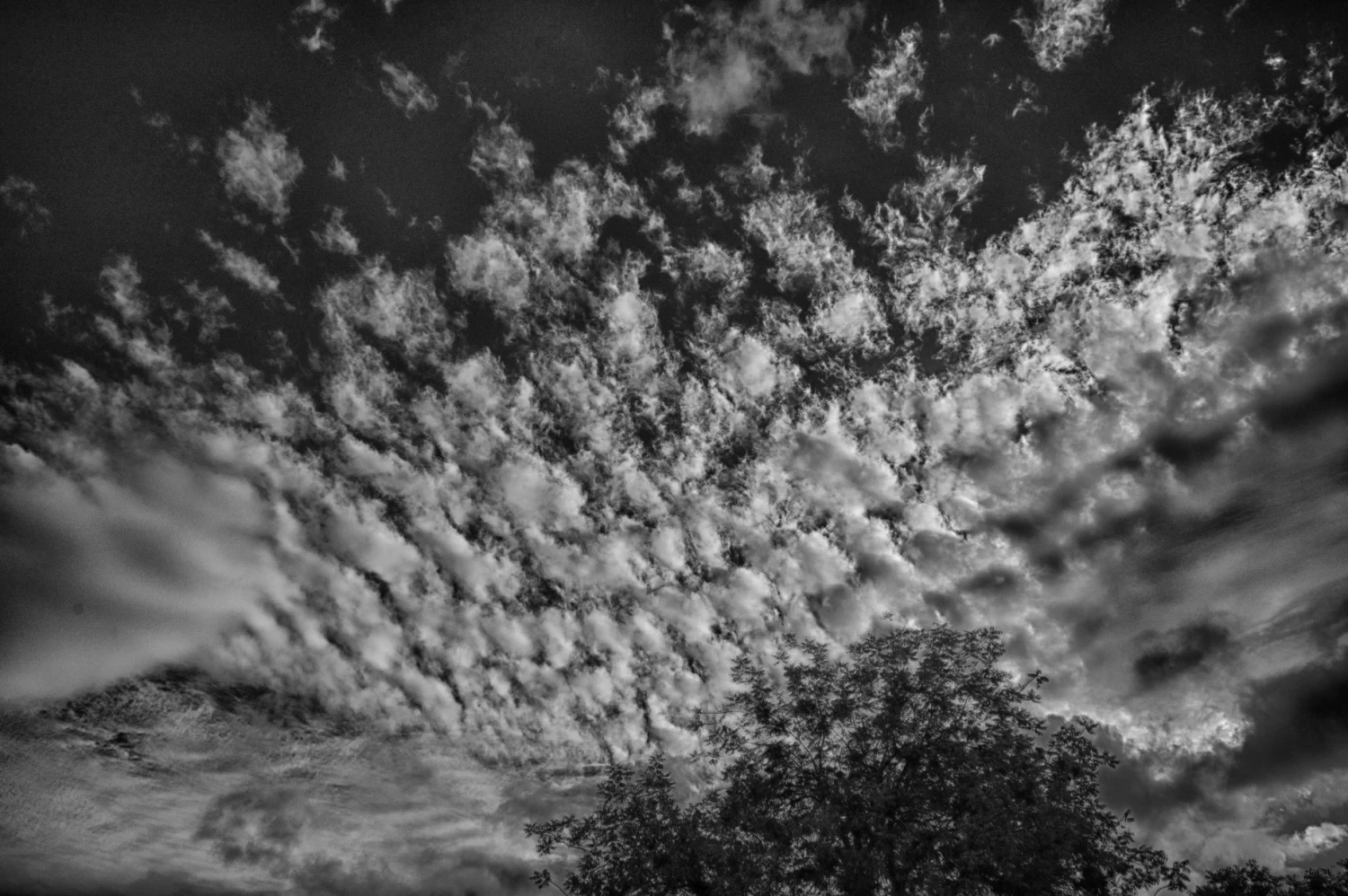 Puffs Above The Tree Line 1 Puffs Above The Tree Line