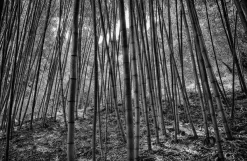 Bamboo Forest