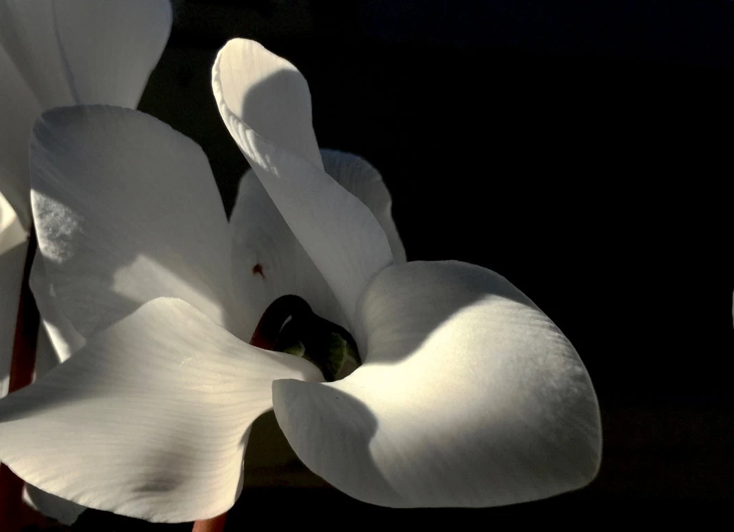 Soft White 1 Soft White